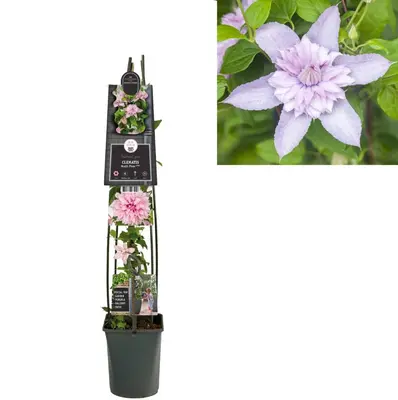 Clematis 'Multi Pink' (Bosrank) klimplant - afbeelding 1