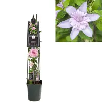 Clematis 'Multi Pink' (Bosrank) klimplant - afbeelding 1