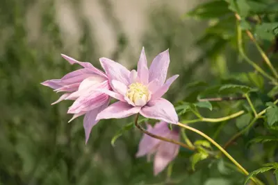 Clematis 'Multi Pink' (Bosrank) klimplant - afbeelding 3