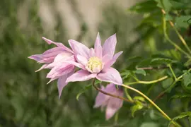 Clematis 'Multi Pink' (Bosrank) klimplant - afbeelding 3