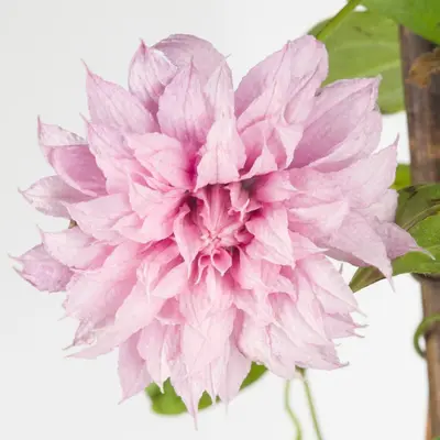 Clematis 'Multi Pink' (Bosrank) klimplant - afbeelding 2