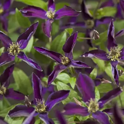 Clematis Noora PBR (Bosrank) klimplant 0cm - afbeelding 2