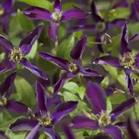 Clematis Noora PBR (Bosrank) klimplant 0cm - afbeelding 2