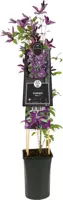 Clematis Noora PBR (Bosrank) klimplant 0cm - afbeelding 3