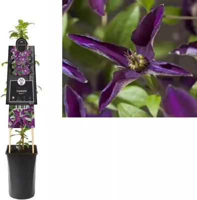 Clematis Noora PBR (Bosrank) klimplant 0cm - afbeelding 1