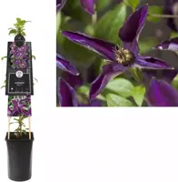 Clematis Noora PBR (Bosrank) klimplant 0cm - afbeelding 1