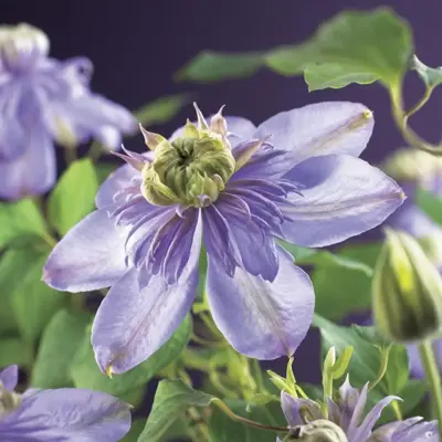 Clematis patens 'Blue Light' PBR (Bosrank) klimplant 75cm - afbeelding 2