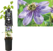 Clematis patens 'Blue Light' PBR (Bosrank) klimplant 75cm - afbeelding 1