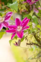 Clematis patens 'Dr. Ruppel' (Bosrank) klimplant - afbeelding 11