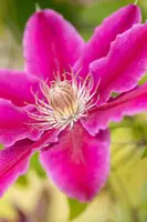 Clematis patens 'Dr. Ruppel' (Bosrank) klimplant - afbeelding 13