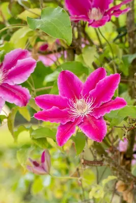 Clematis patens 'Dr. Ruppel' (Bosrank) klimplant - afbeelding 15