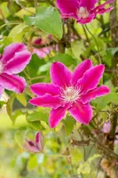 Clematis patens 'Dr. Ruppel' (Bosrank) klimplant - afbeelding 15