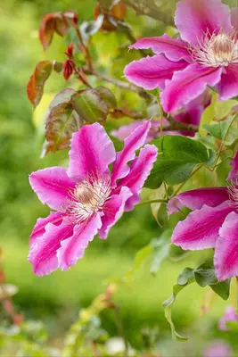Clematis patens 'Dr. Ruppel' (Bosrank) klimplant - afbeelding 16