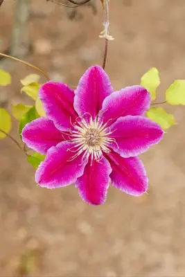 Clematis patens 'Dr. Ruppel' (Bosrank) klimplant - afbeelding 17