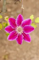 Clematis patens 'Dr. Ruppel' (Bosrank) klimplant - afbeelding 17