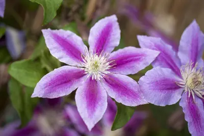 Clematis patens 'Dr. Ruppel' (Bosrank) klimplant - afbeelding 4