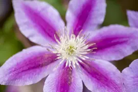 Clematis patens 'Dr. Ruppel' (Bosrank) klimplant - afbeelding 5