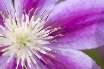 Clematis patens 'Dr. Ruppel' (Bosrank) klimplant - afbeelding 6
