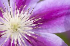 Clematis patens 'Dr. Ruppel' (Bosrank) klimplant - afbeelding 6