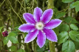 Clematis patens 'Dr. Ruppel' (Bosrank) klimplant - afbeelding 7