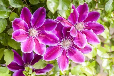 Clematis patens 'Dr. Ruppel' (Bosrank) klimplant - afbeelding 8