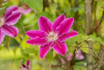 Clematis patens 'Dr. Ruppel' (Bosrank) klimplant - afbeelding 9