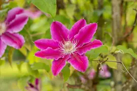 Clematis patens 'Dr. Ruppel' (Bosrank) klimplant - afbeelding 9