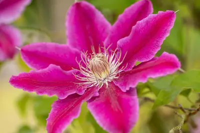 Clematis patens 'Dr. Ruppel' (Bosrank) klimplant - afbeelding 10