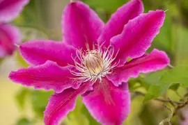 Clematis patens 'Dr. Ruppel' (Bosrank) klimplant - afbeelding 10