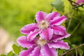 Clematis patens 'Dr. Ruppel' (Bosrank) klimplant - afbeelding 12