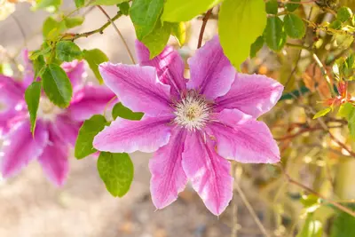 Clematis patens 'Dr. Ruppel' (Bosrank) klimplant - afbeelding 14