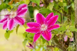 Clematis patens 'Dr. Ruppel' (Bosrank) klimplant - afbeelding 18