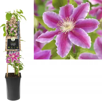 Clematis patens 'Dr. Ruppel' (Bosrank) klimplant - afbeelding 1