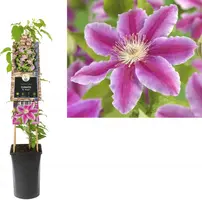 Clematis patens 'Dr. Ruppel' (Bosrank) klimplant - afbeelding 1