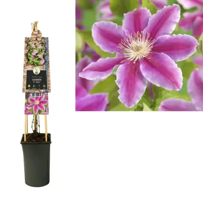 Clematis patens 'Dr. Ruppel' (Bosrank) klimplant 75cm - afbeelding 2