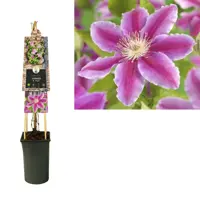 Clematis patens 'Dr. Ruppel' (Bosrank) klimplant 75cm - afbeelding 2