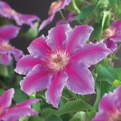 Clematis patens 'Dr. Ruppel' (Bosrank) klimplant 75cm - afbeelding 3