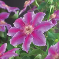 Clematis patens 'Dr. Ruppel' (Bosrank) klimplant 75cm - afbeelding 2