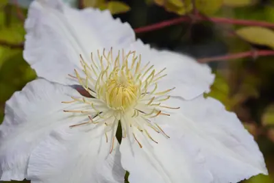 Clematis patens 'Gladys Picard' (Bosrank) klimplant - afbeelding 3