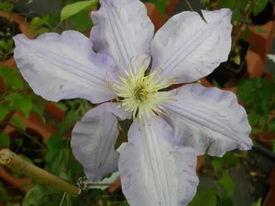 Clematis patens 'Gladys Picard' (Bosrank) klimplant - afbeelding 4