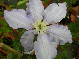 Clematis patens 'Gladys Picard' (Bosrank) klimplant - afbeelding 4