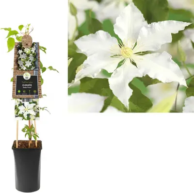 Clematis patens 'Gladys Picard' (Bosrank) klimplant - afbeelding 1
