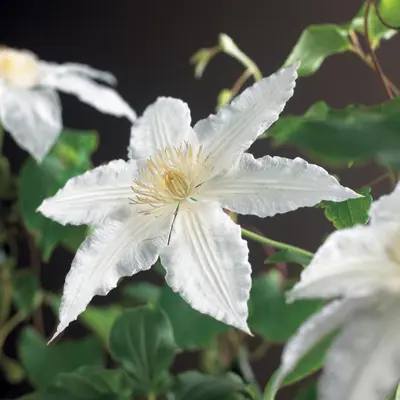 Clematis patens 'Gladys Picard' (Bosrank) klimplant - afbeelding 2