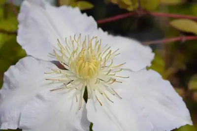 Clematis patens 'Gladys Picard' (Bosrank) klimplant 75cm - afbeelding 3