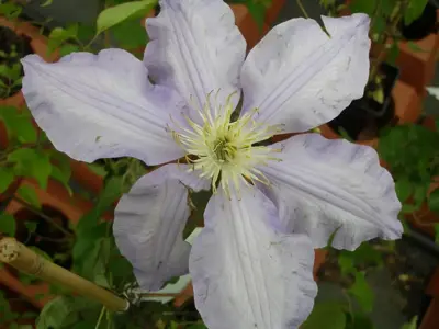 Clematis patens 'Gladys Picard' (Bosrank) klimplant 75cm - afbeelding 4