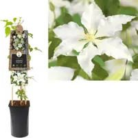 Clematis patens 'Gladys Picard' (Bosrank) klimplant 75cm - afbeelding 1