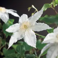 Clematis patens 'Gladys Picard' (Bosrank) klimplant 75cm - afbeelding 2