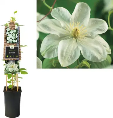 Clematis patens 'Guernsey Cream' (Bosrank) klimplant 75cm - afbeelding 1