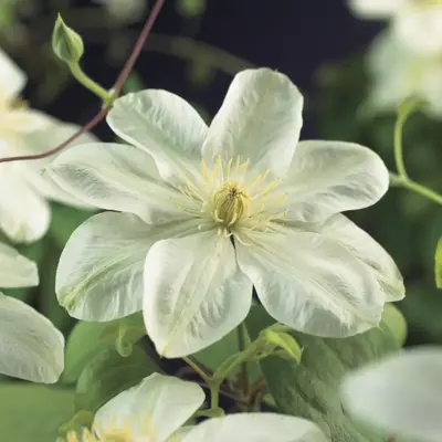 Clematis patens 'Guernsey Cream' (Bosrank) klimplant 75cm - afbeelding 3