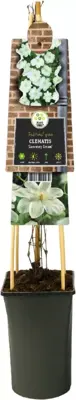 Clematis patens 'Guernsey Cream' (Bosrank) klimplant - afbeelding 2